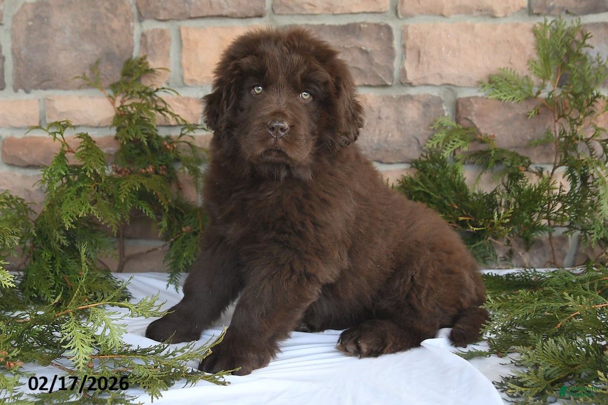 Newfoundland dogs Mindy - Ad 1