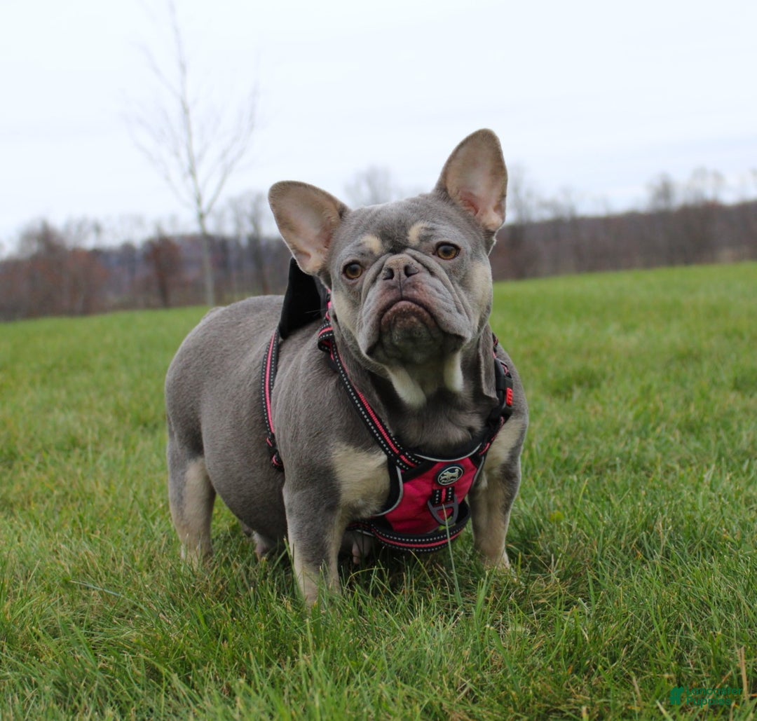 French Bulldog dogs for sale: Mocha - Ad 7