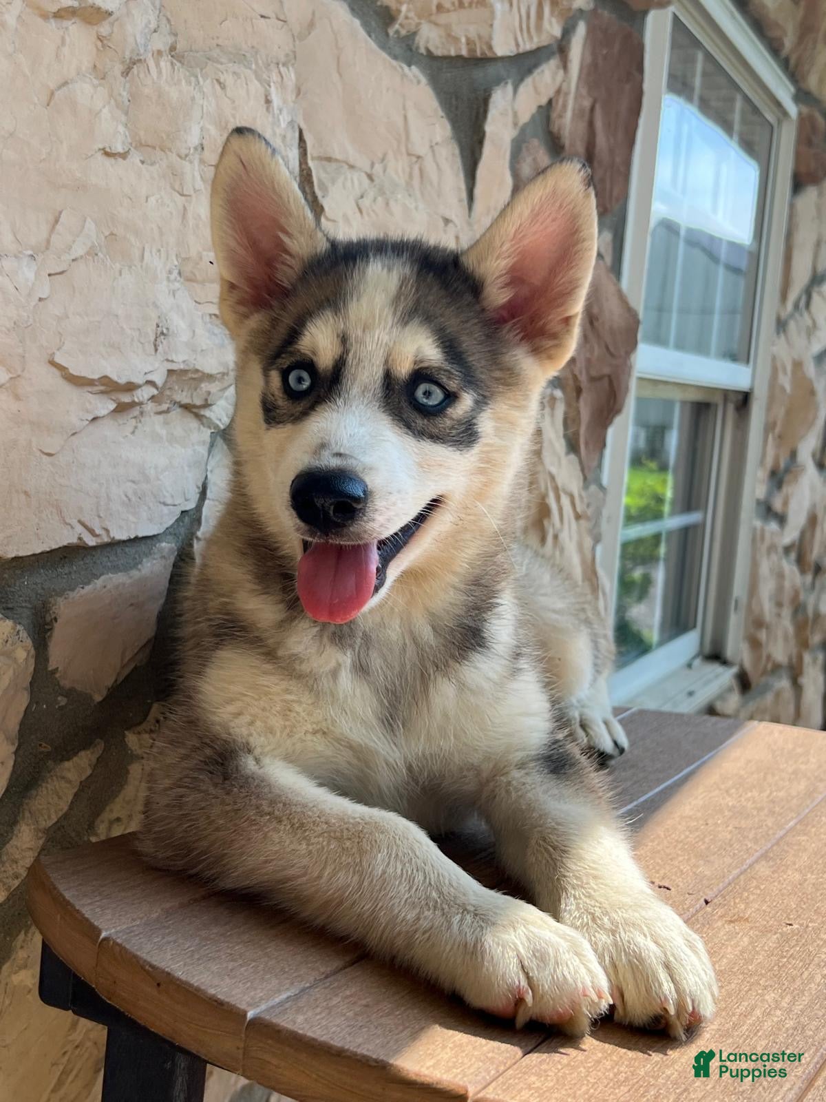 Pomsky dogs Maverick - Ad 2