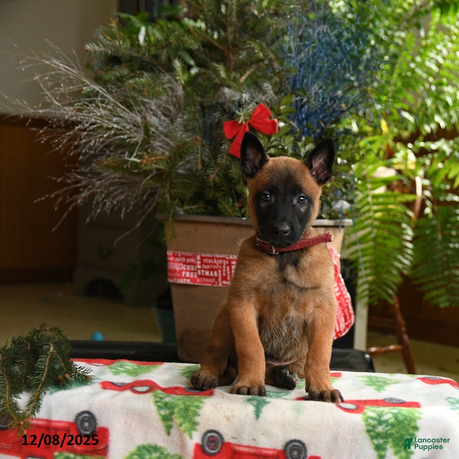 Belgian Malinois dogs Apple - Ad 4