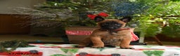 Belgian Malinois dogs for sale: Apple - Ad 1