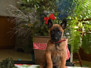 Belgian Malinois dogs Apple - Ad 15