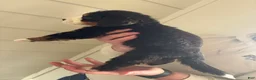 Bernese Mountain Dog dogs for sale: Bolt - Ad 4