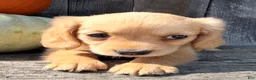Miniature Golden Retriever dogs for sale: Willow Female Mini Golden Retriever - Ad 2
