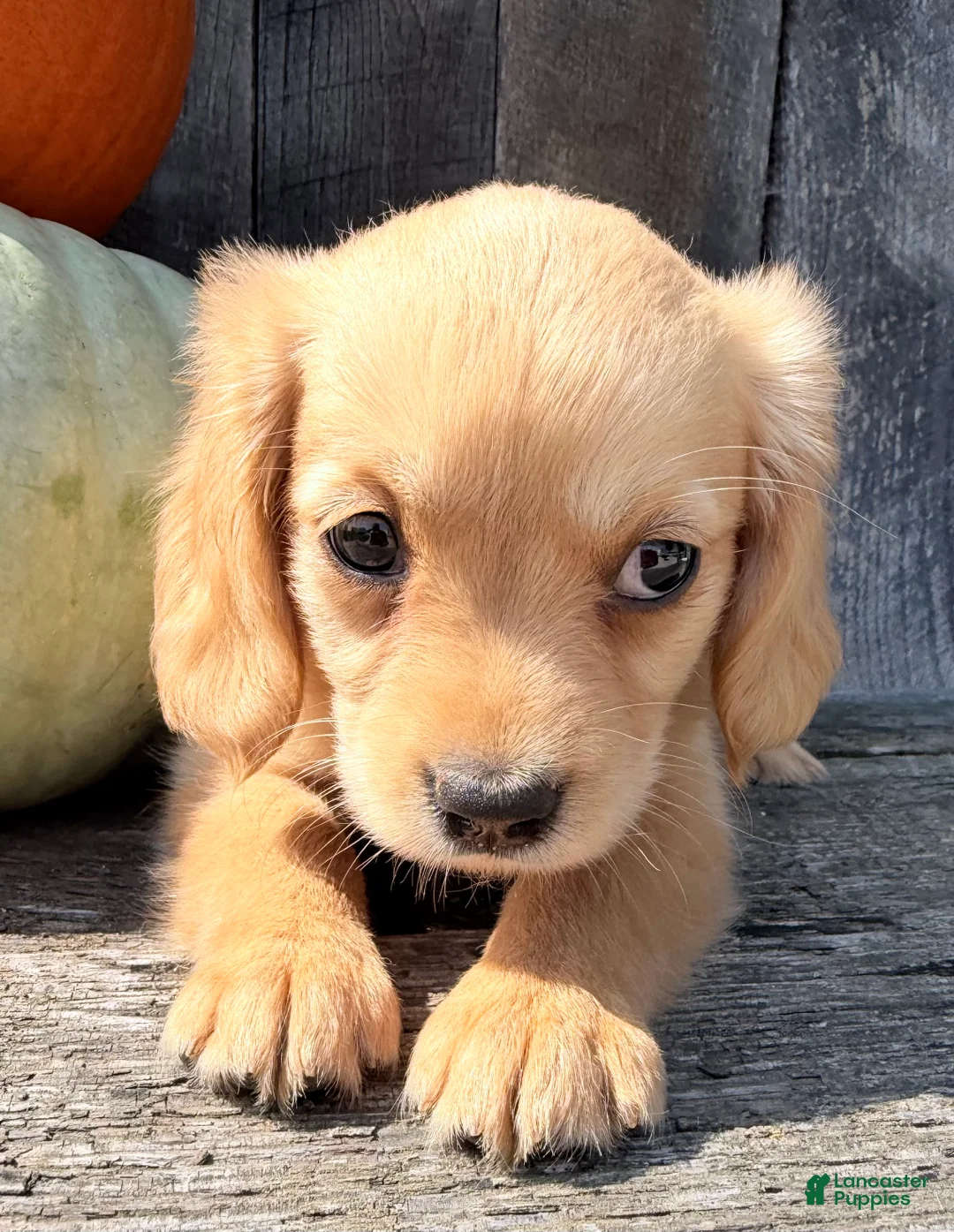 Miniature Golden Retriever dogs for sale: Willow Female Mini Golden Retriever - Ad 2