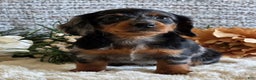 Miniature Dachshund dogs for sale: Sheryl - Ad 6