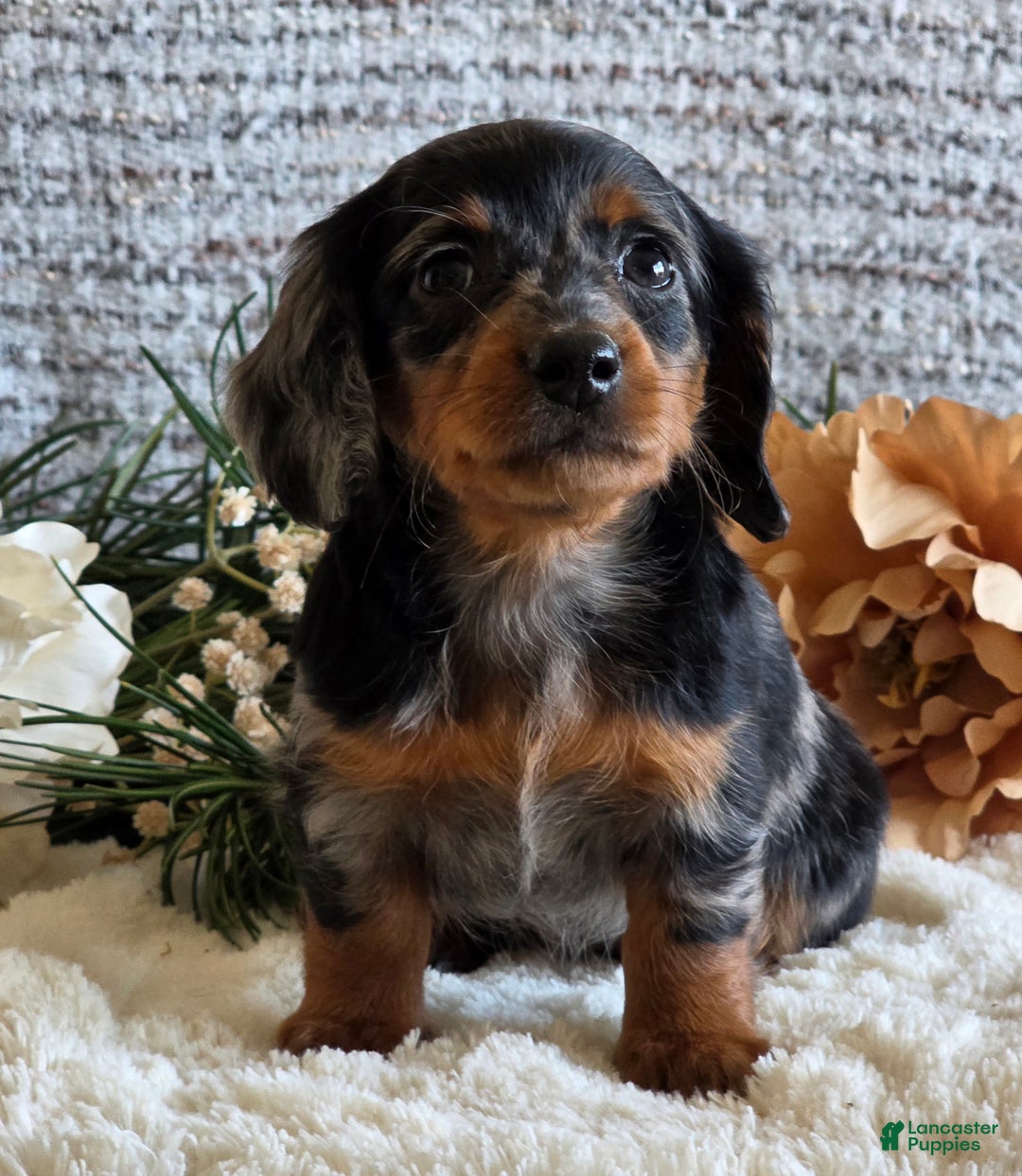 Miniature Dachshund dogs for sale: Sheryl - Ad 6