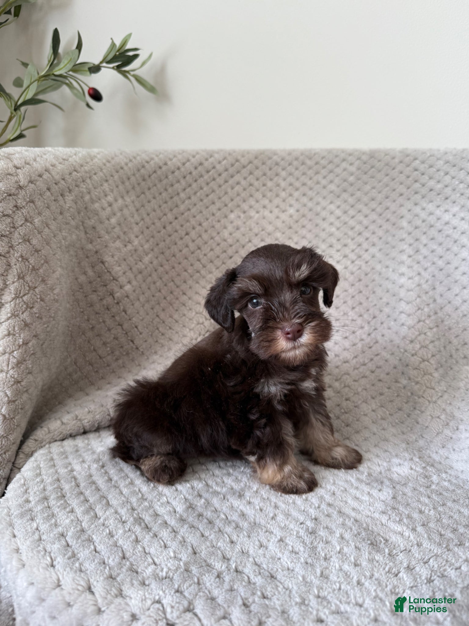 Miniature Schnauzer dogs Stella TOY - Ad 4