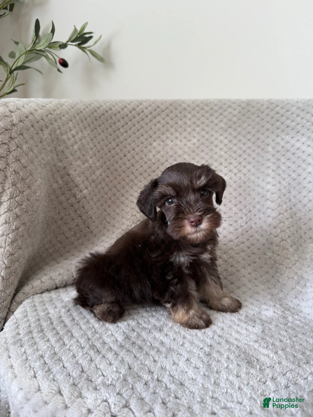 Miniature Schnauzer dogs for sale: Stella TOY - Ad 1