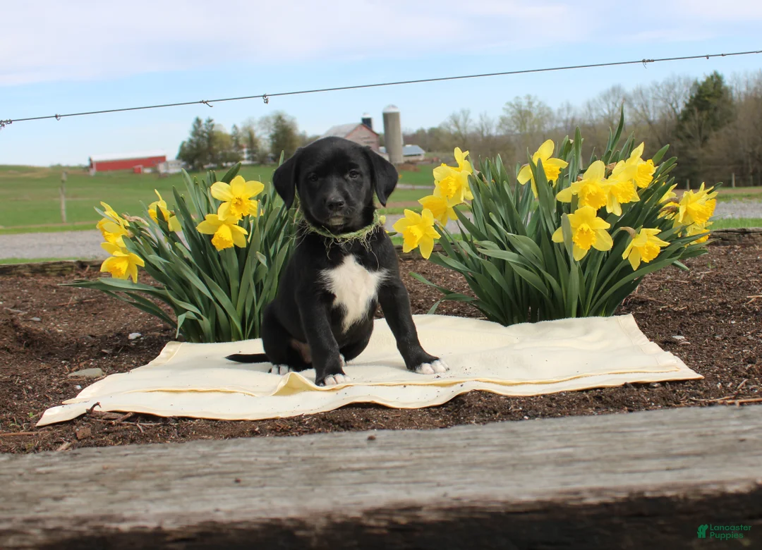 Mixed Breed dogs for sale: Daffodil - Ad 1