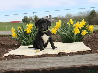 Mixed Breed dogs Daffodil - Ad 29