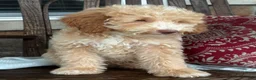Mini Goldendoodle dogs for sale: Max - Ad 3
