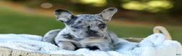 French Bulldog dogs for sale: Cupcake - Blue Merle - Ad 13
