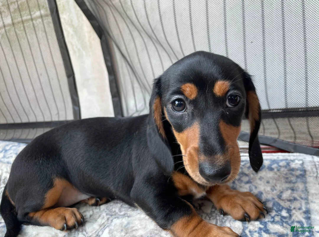 Miniature Dachshund dogs for sale: Girl 3 - Ad 1
