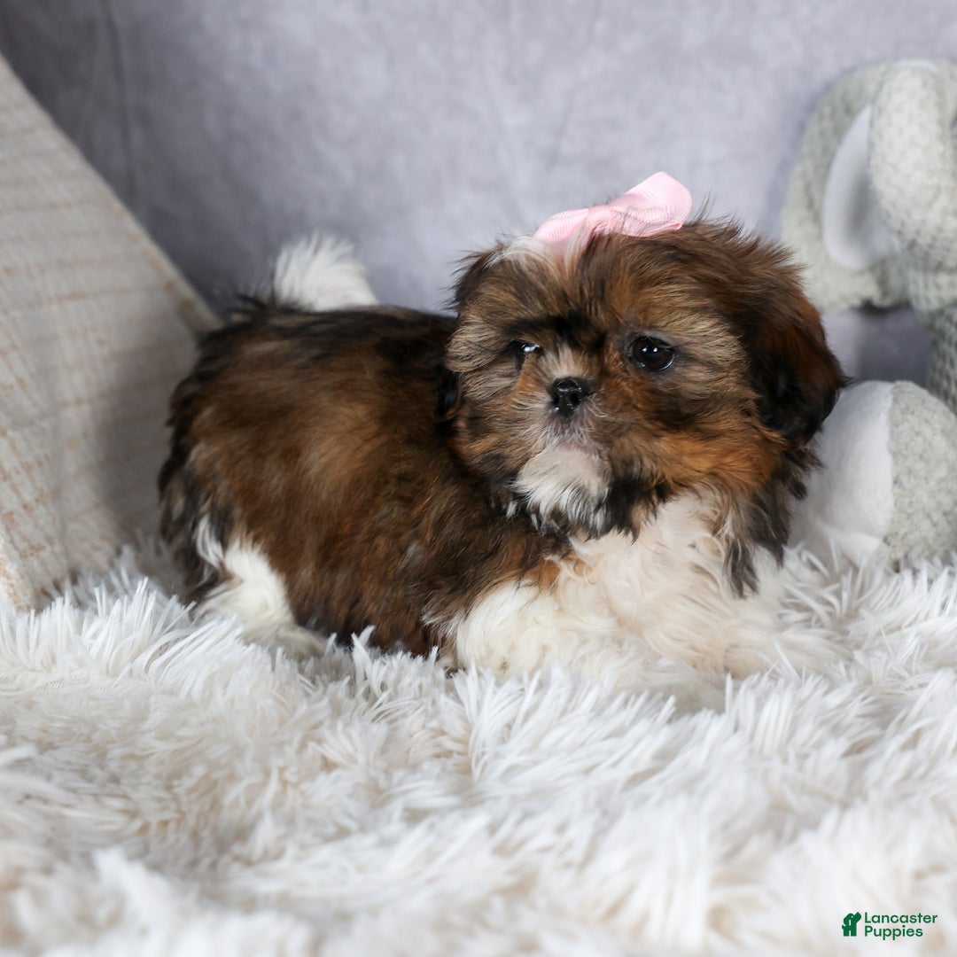 Shih Tzu dogs for sale: OAKLEY - Ad 7