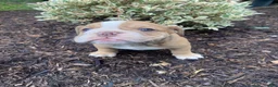 English Bulldog dogs for sale: Pearl - Ad 3