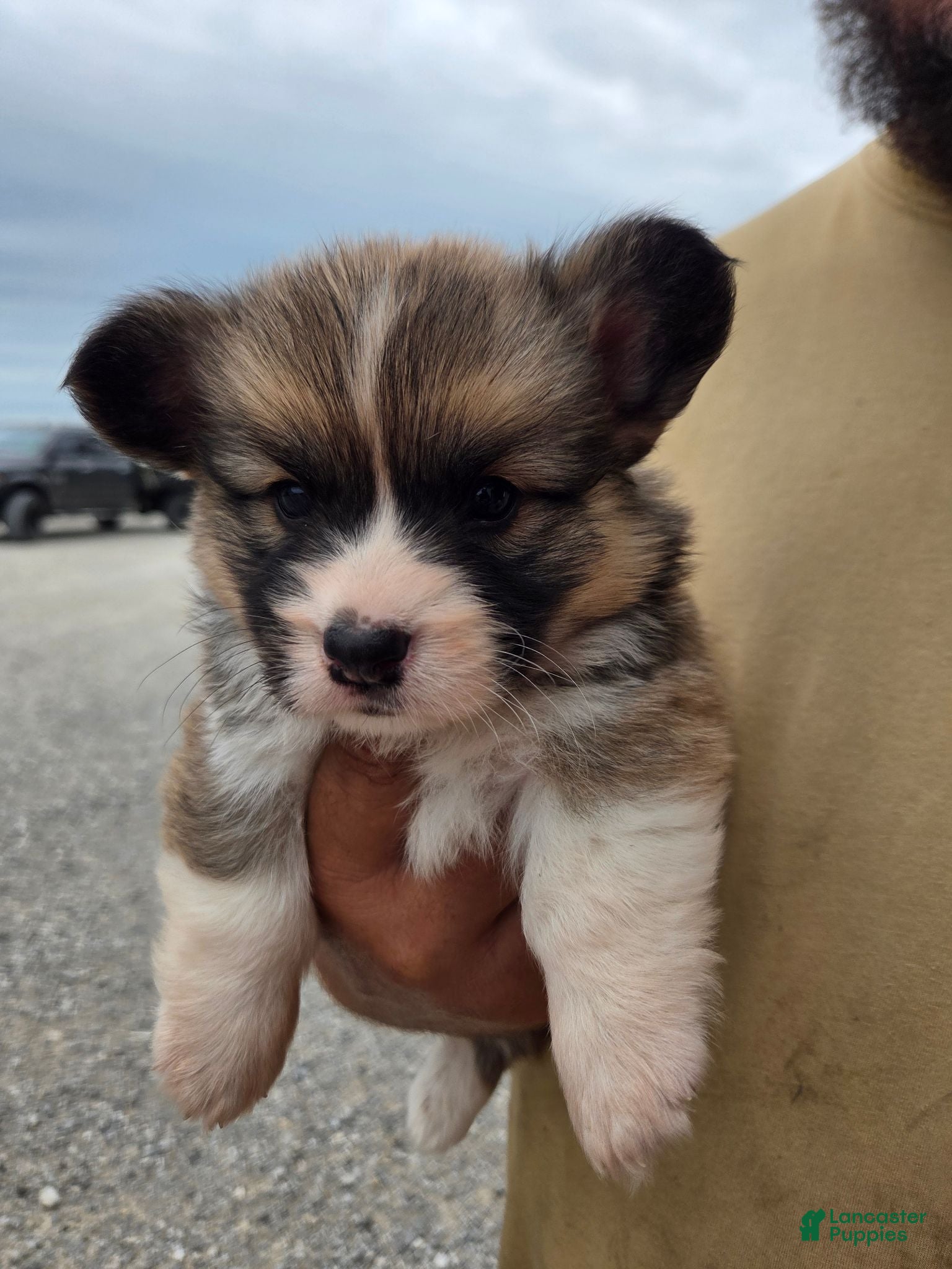 Welsh Corgi Pembroke dogs Welsh Corgi Pembroke 1 - Ad 19