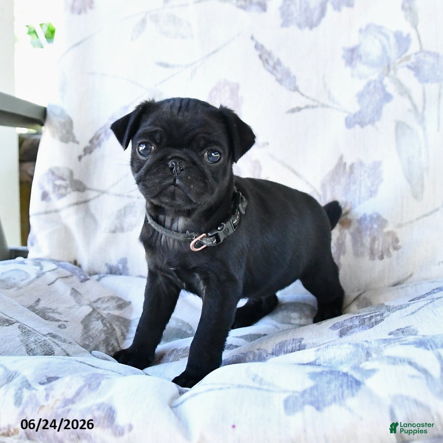 Pug dogs Marvin - Ad 2