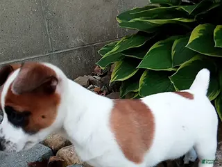 Jack Russell Terrier dogs Rex - Ad 12