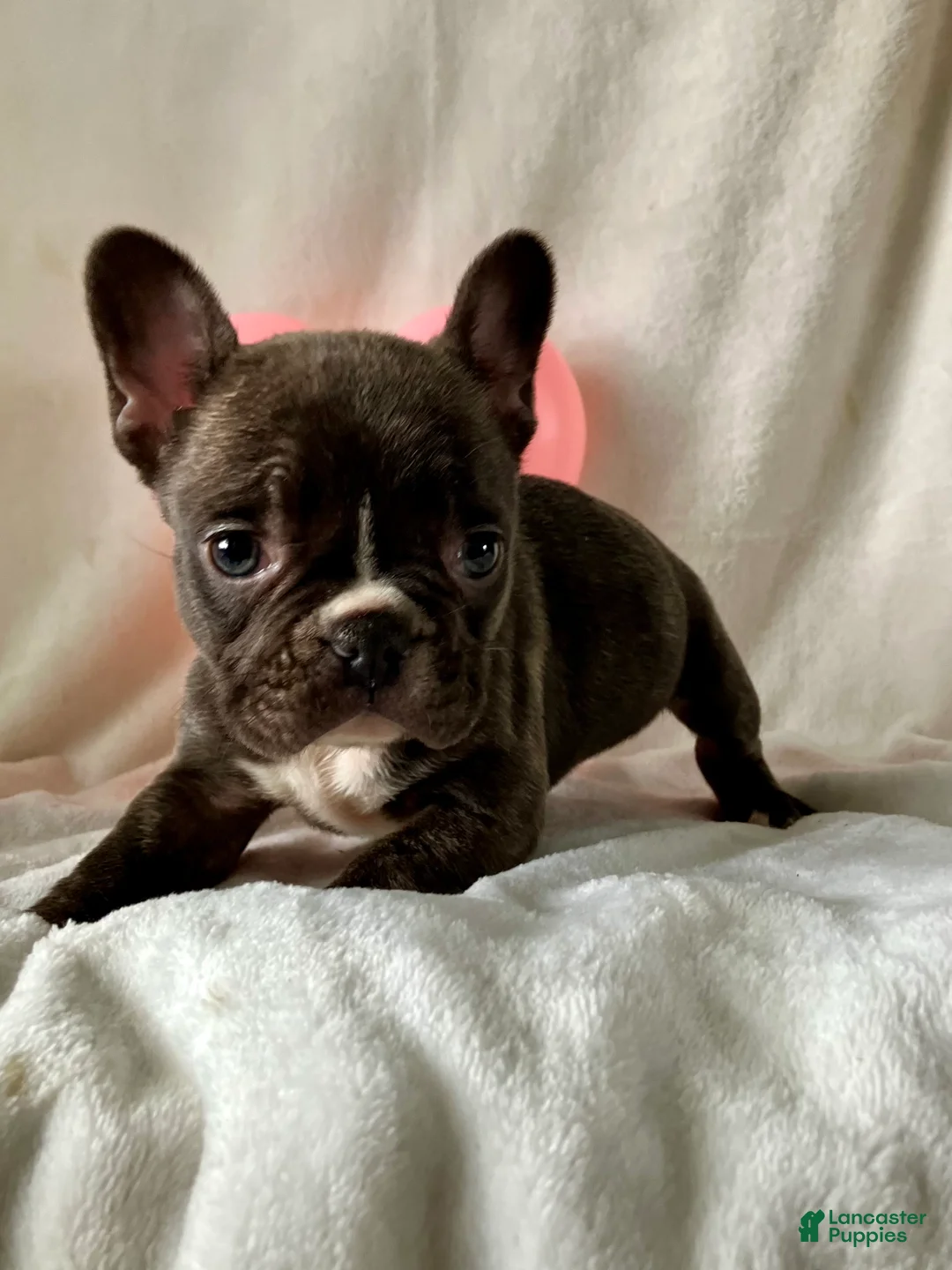 French Bulldog dogs for sale: Pixie - Ad 5