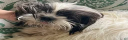 Shih Tzu dogs for sale: Nathan - Ad 5