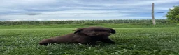 Labrador Retriever dogs for sale: Millie - Ad 4