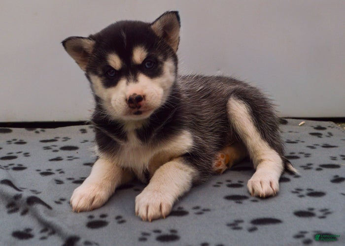 Pomsky dogs Evie - Ad 29