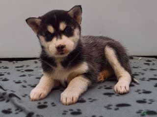 Pomsky dogs Evie - Ad 7