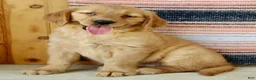 Golden Retriever dogs for sale: Gabbie - Ad 4