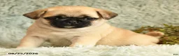 Pug dogs for sale: Boots - Ad 3