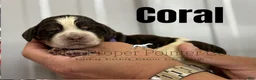 English Springer Spaniel dogs for sale: Reef  - Ad 9