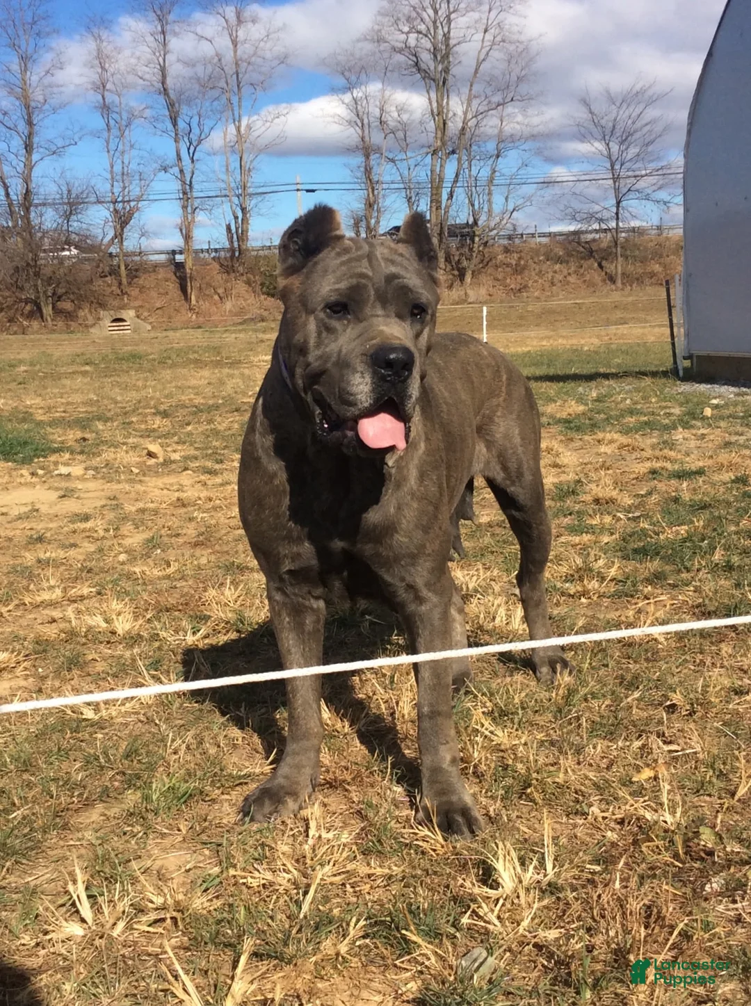 Cane Corso dogs for sale: Titan - Ad 3