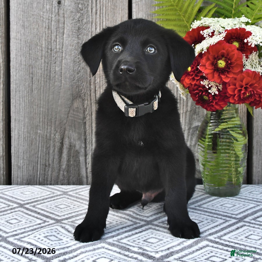 Mixed Breed dogs Jimbo - Ad 2