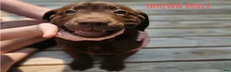 Labrador Retriever dogs for sale: Labrador Retriever Chocolate Male - Ad 1