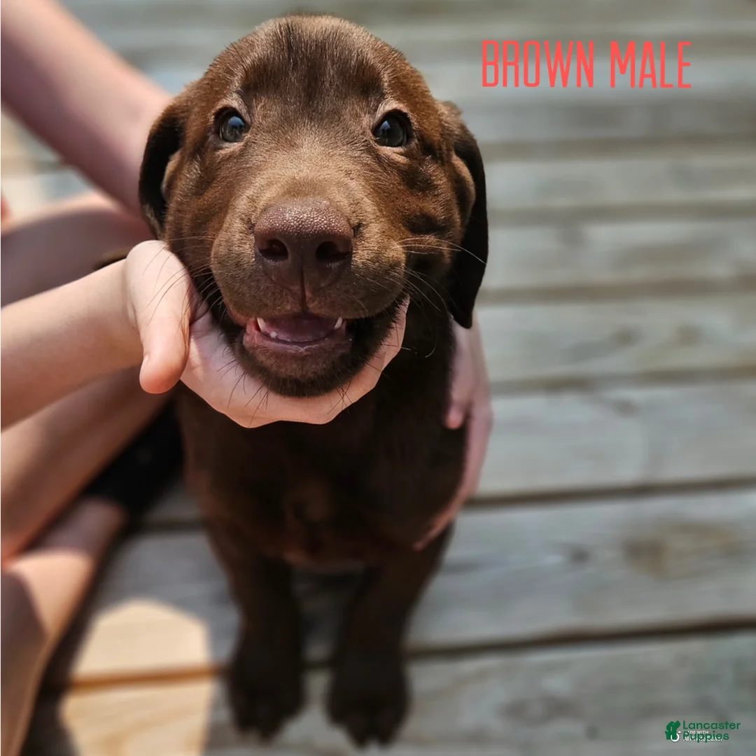 Labrador Retriever dogs for sale: Labrador Retriever Chocolate Male - Ad 1