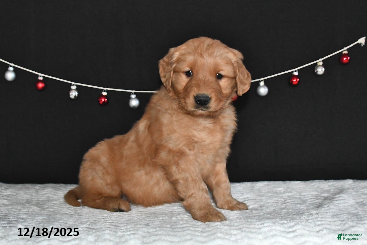 Golden Retriever dogs Abby - Ad 21