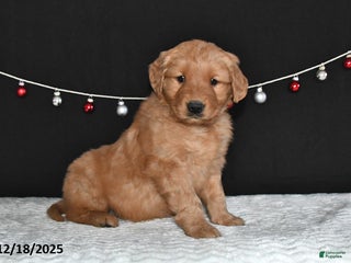 Golden Retriever dogs Abby - Ad 33