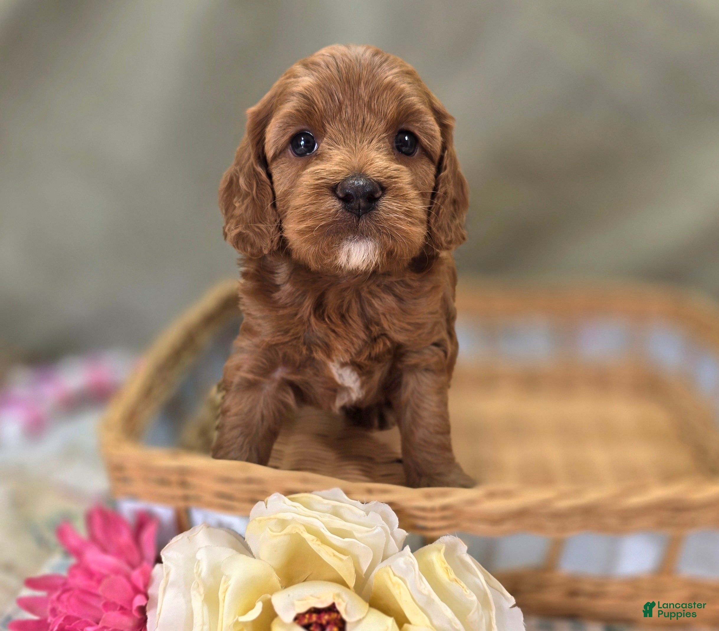 Cockapoo dogs Tulip - Ad 38