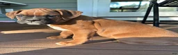 Boxer dogs for sale: Oakes - Ad 6