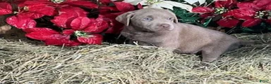 Silver Labrador Retriever 6