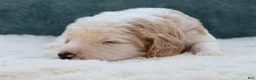 Goldendoodle dogs for sale: Mia - Ad 4
