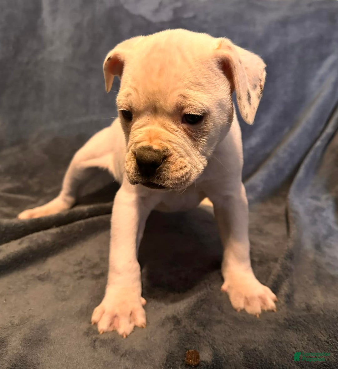 Alapaha Blue Blood Bulldog dogs for sale: Alapaha Blue Blood Bulldog Puppy 1 - Ad 5