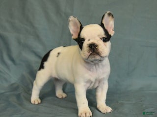 French Bulldog dogs - Ad 25