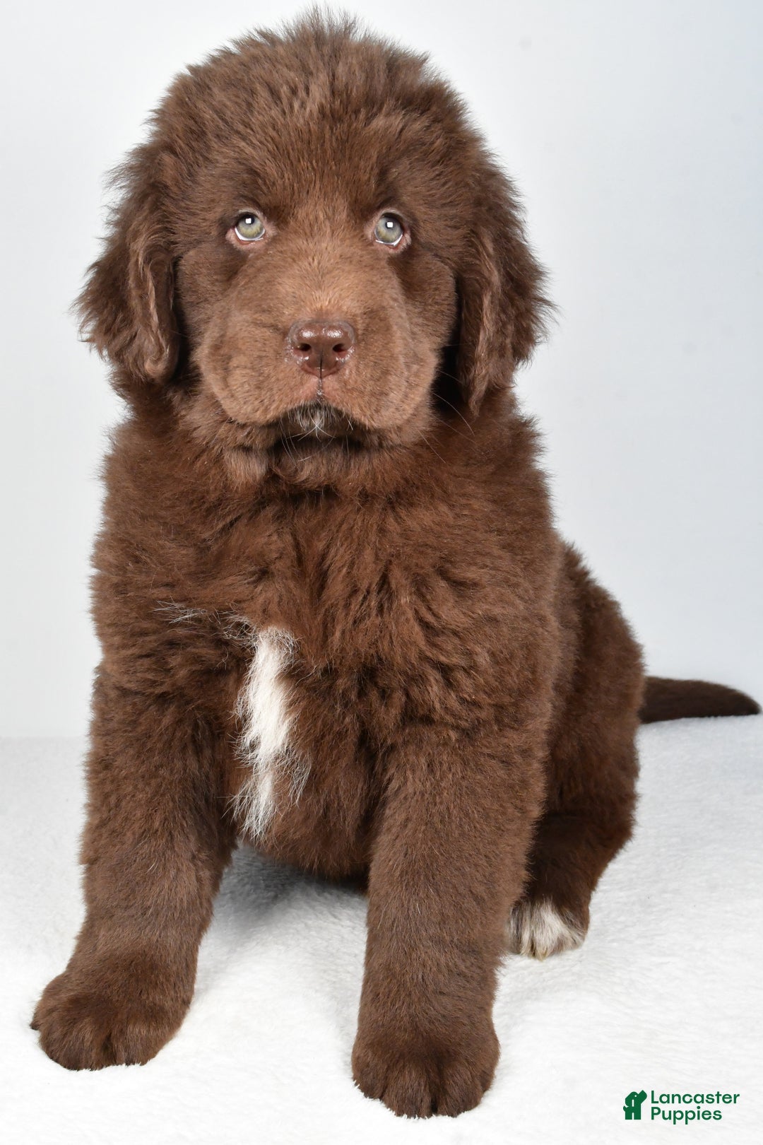 Newfoundland dogs for sale: Bailey - Ad 7