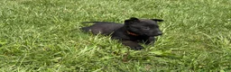 Belgian Malinois dogs for sale: Boulder - Ad 7