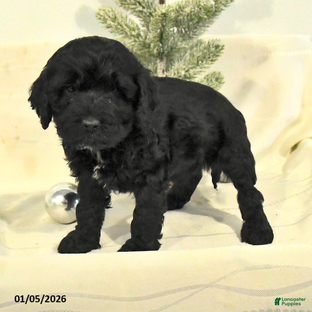Cockapoo dogs for sale: Barkley - Ad 3