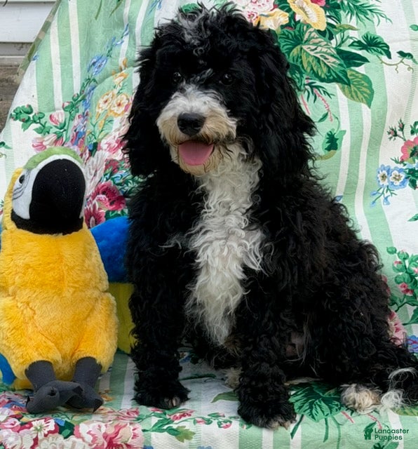 Cavapoo dogs Howard - Ad 1