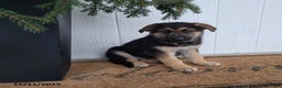 German Shepherd dogs for sale: Jack  - Ad 1