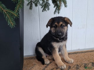 German Shepherd dogs Jack - Ad 38