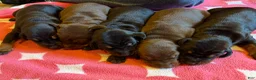 Doberman Pinscher dogs for sale: with Ear Crop - Ad 2